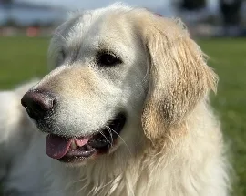 Timo, Wag Brigade member